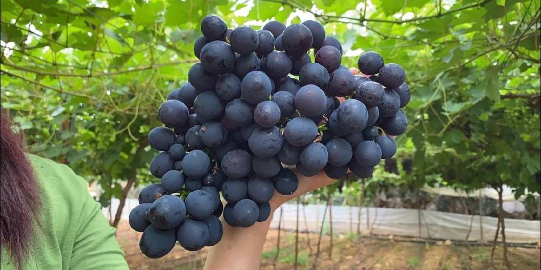 İşçiliği az, getirisi iyi! ‘Siyah inci’ hasadı başladı, kilosu 250 TL 5